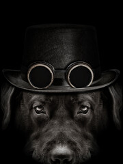 dark muzzle labrador dog in hat with canned glasses  on black