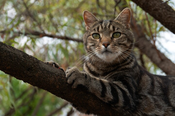 A tabby cat sharpens his claws in a tree, private garden, Fochville, North West.