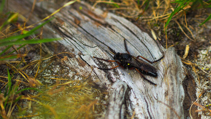 Macro d'un coléoptère (scarabée coccinelle), accroché à une tige de fleur