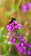 Macro d'un coléoptère (scarabée coccinelle), accroché à une tige de fleur