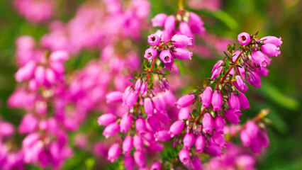 Macro de fleurs de bruyère roses, semblables à de la lavande