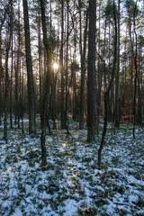 Obraz premium The sun shining through the trees in the winter forest