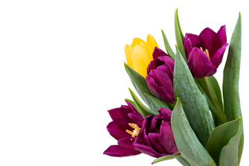 Bunch of fresh purple, yellow tulip flowers close up isolated on white background. Spring holidays concept background.