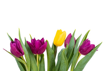 Fototapeta premium Bunch of fresh purple, yellow tulip flowers close up isolated on white background. Spring holidays concept background.