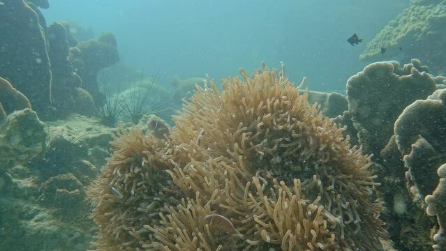 Skunk Anemonefish. ID: Thin White Line Running From The Snout. Hiding Among The Anemones.