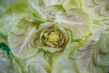 Photo of cabbage leaves with macro shot.