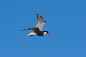 Fototapeta na wymiar Tern in flight, Peninsula Valdes,Patagonia Argentina.