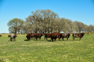 Fototapeta na wymiar Cows fed with natural grass in pampas countryside, Patagonia, Argentina.