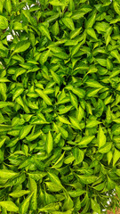 Fototapeta premium green leaves background, pepper seedlings.