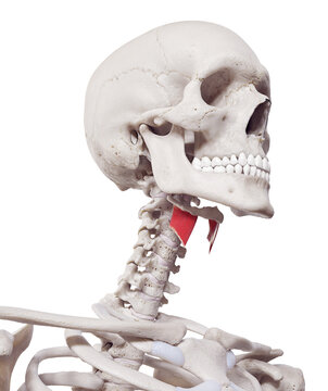 3d rendered medically accurate muscle illustration of the thyrohyoid