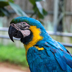Blue-and-yellow Macaw