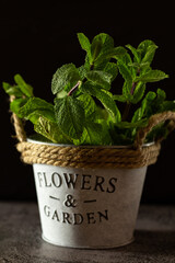 
Fresh mint growing in a flowerpot