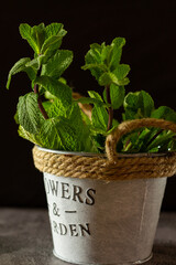 Fresh mint growing in a flowerpot