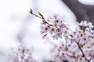 Beautiful Yoshino Sakura Cherry Blossom is blooming with sprout in Alishan National Forest Recreation Area in Taiwan.