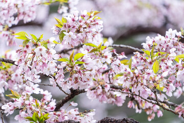 Beautiful Yoshino Sakura Cherry Blossom is blooming with sprout in Alishan National Forest Recreation Area in Taiwan.