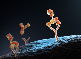Antibody binding to human cell receptors - obrazy, fototapety, plakaty