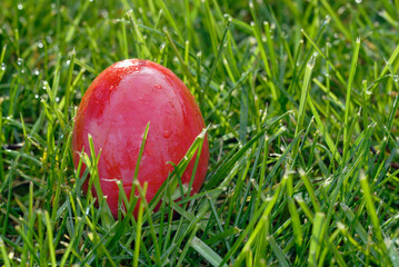 Easter egg as a macro shot on the subject of Easter and Easter customs