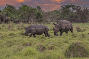 White rhinoceros (Ceratotherium simum) with calf in natural habitat, South Africa