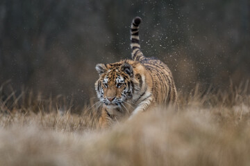 Fototapeta na wymiar beautiful usurrian tiger running through the Russian taiga