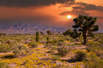 Southwest Usa Parks (Joshua Tree National Park) is located in southeastern California.