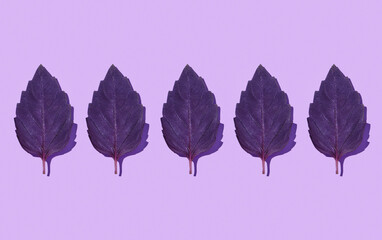 Basil leaves on colored background.  Pattern of a purple basil leaves? basil pattern.