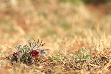 야생화 /  wild flowers