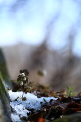 야생화 /  wild flowers