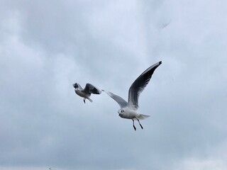 seagull in flight
