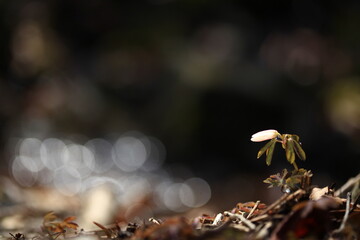 야생화 /  wild flowers