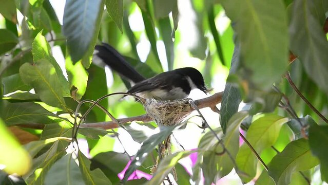 malaysian pied fantail bird building a nest in a garden tr