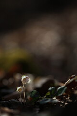 야생화 /  wild flowers
