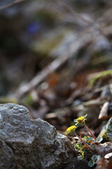 야생화 /  wild flowers