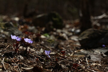 야생화 /  wild flowers