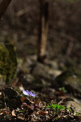 Fototapeta premium 야생화 / wild flowers