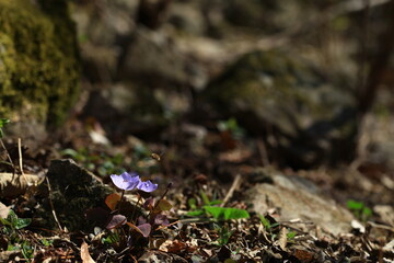 야생화 /  wild flowers