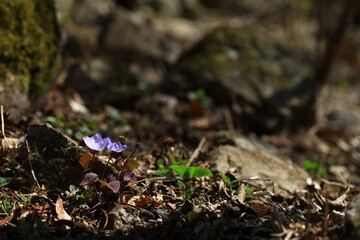 야생화 /  wild flowers