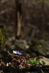 야생화 /  wild flowers