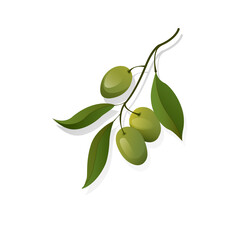 Vector realistic olive branch with green olives. Illustration