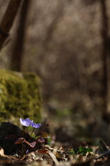 야생화 /  wild flowers