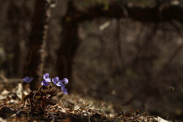 야생화 /  wild flowers