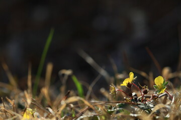 야생화 /  wild flowers