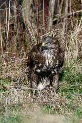 Common buzzard // Mäusebussard (Buteo buteo)