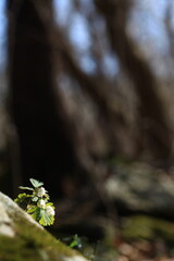 야생화 /  wild flowers
