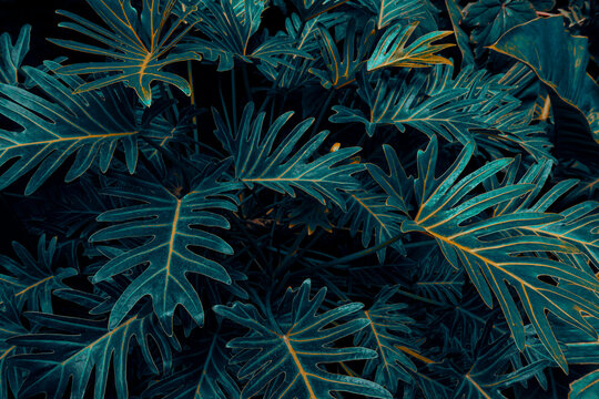 Philodendron Xanadu plant, tropical foliage, dark nature background © pernsanitfoto