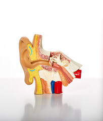 Anatomical model of human ear showing anatomy and structure auricle for medical education, close-up