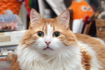 Portrait of red and white cat