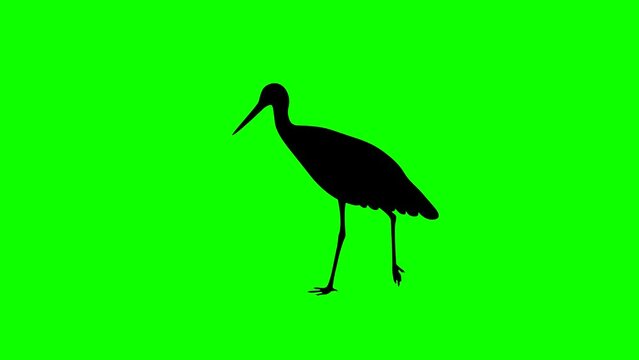 Walking stork, animation on the green background