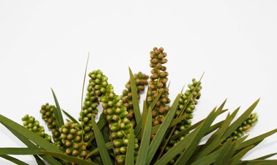 Fototapeta premium green leaves and branch on white background, close up