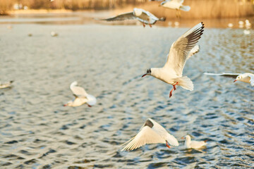 City gulls of Kaliningrad in search of food.