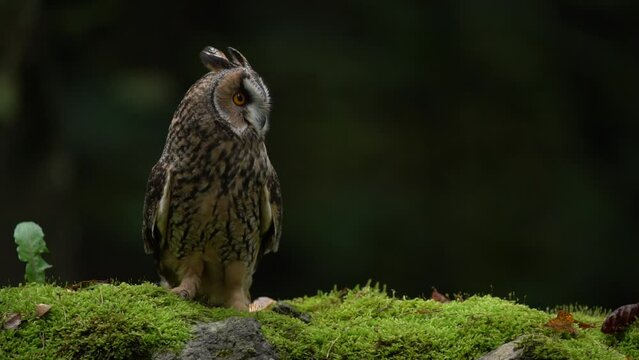 Long-eared Owl sitting in green vegetation in the fallen larch forest during dark day. Wildlife scene from the nature habitat.  Face portrait with orange eyes, Slovakia, Europe.